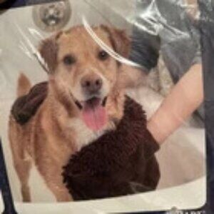 NWT New Dirty Dog Shammy Dog Towels For Drying Dogs-Heavy Duty Soft Microfiber